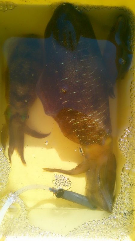 今秋最大530g ↗