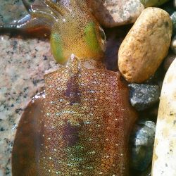 ラン♪ガンしてボツぼつ～♪