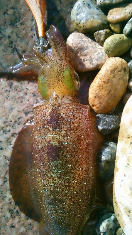 ラン♪ガンしてボツぼつ～♪