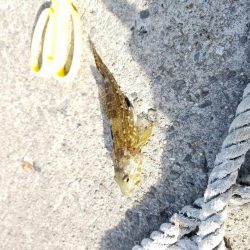 しっぶーい釣果