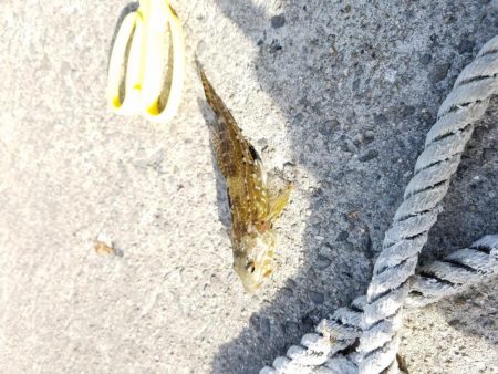 しっぶーい釣果