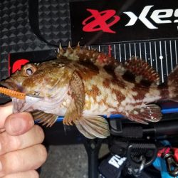 第2回KPN(カサゴパーティーナイト)大会‼