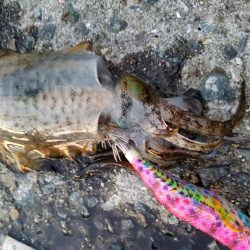 カワハギとアオリとゴミ拾い