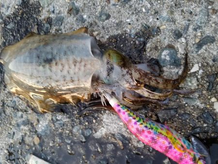 カワハギとアオリとゴミ拾い