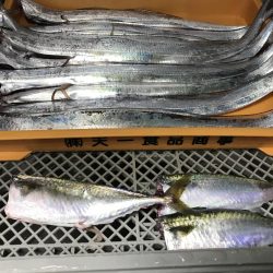 タチウオ×9からのサバ3