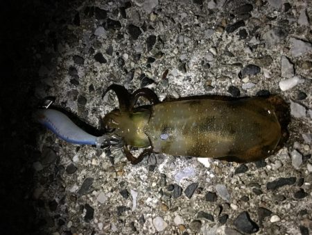 仕事帰りエギング