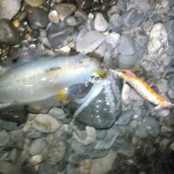 太刀魚やいまだ釣れています。アオリイカなども