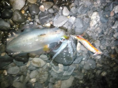 太刀魚やいまだ釣れています。アオリイカなども