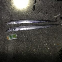 アジと太刀魚共に渋し