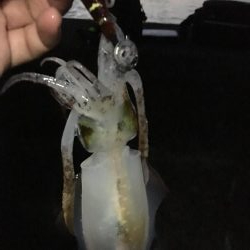 秋エギング終盤戦