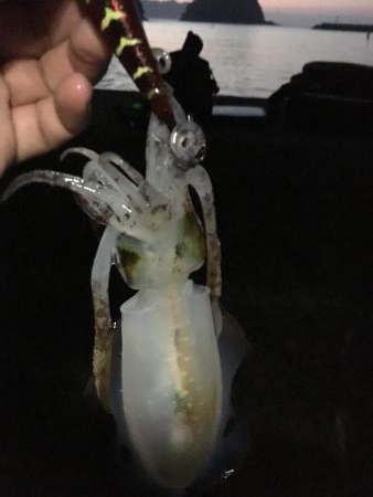 秋エギング終盤戦