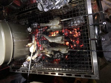 チビシーバス入れ食い