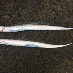 タチウオとシーバス