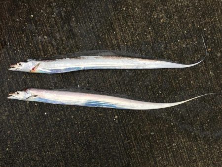 タチウオとシーバス