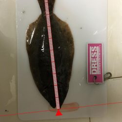 アジングでソゲ