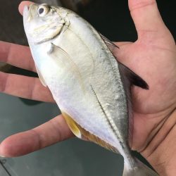 出勤前に五目！