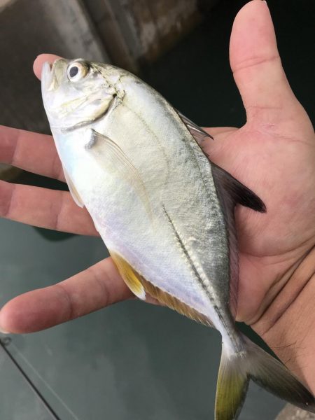 出勤前に五目！