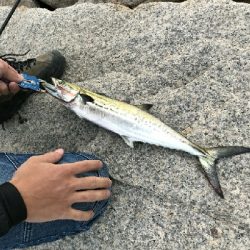 太刀魚、サゴシ