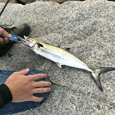 太刀魚、サゴシ
