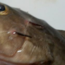 太刀魚釣り　～クエがヒット！～