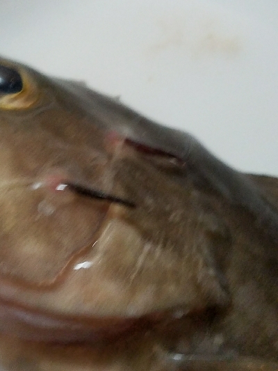 太刀魚釣り　～クエがヒット！～