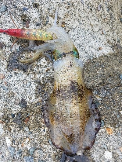 数おおすぎーーーー！