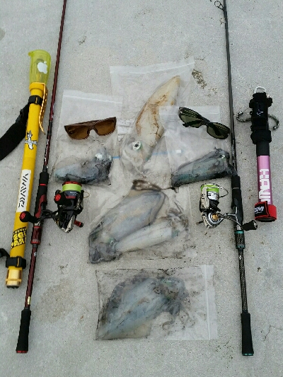 サイズアップ❕ アオリイカ