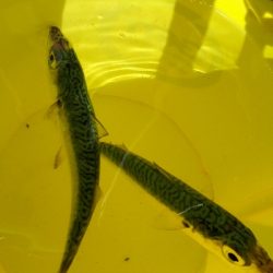 マアジがキター(ﾟ∀ﾟ 三 ﾟ∀ﾟ)