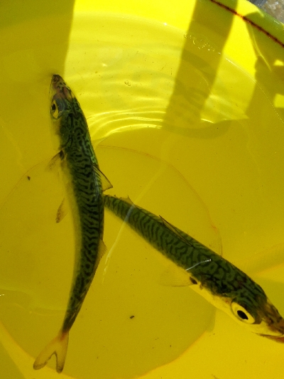 マアジがキター(ﾟ∀ﾟ 三 ﾟ∀ﾟ)