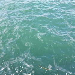 キス釣り ~カレイがヒット!~