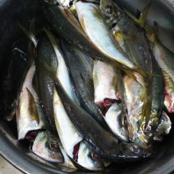 久しぶりのアジの引きを堪能！