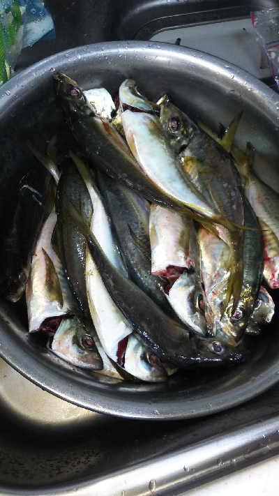 久しぶりのアジの引きを堪能！