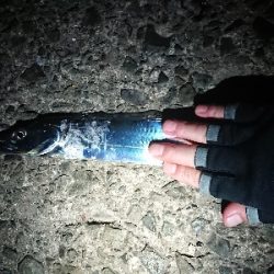 安定のタチウオ