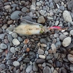 秋イカですね❗