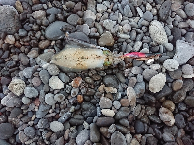 秋イカですね❗