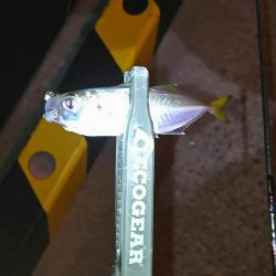 極小豆アジング