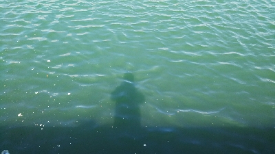 投げ釣りでハゼ