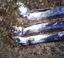 少しずつサイズアップ！