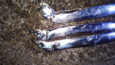 少しずつサイズアップ！