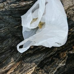 ごみは持ち帰りましょう。