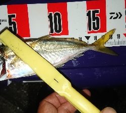 デカイのきたー