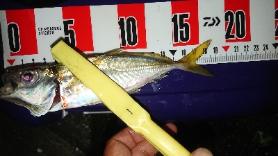 デカイのきたー