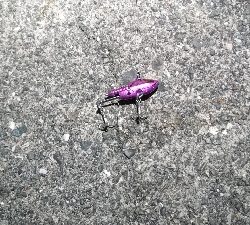 ヒラスズキ・タチウオ