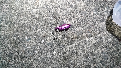 ヒラスズキ・タチウオ