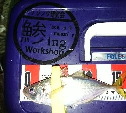 アジングいまいち