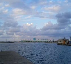 メバルが釣れました