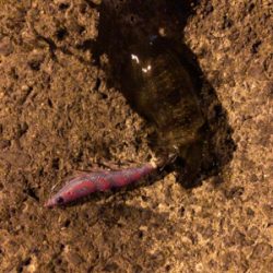 秋イカエギング