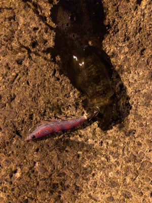 秋イカエギング