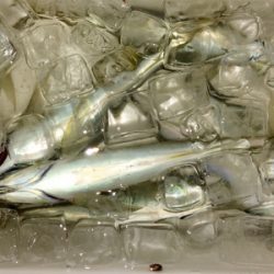 台風一過アジング