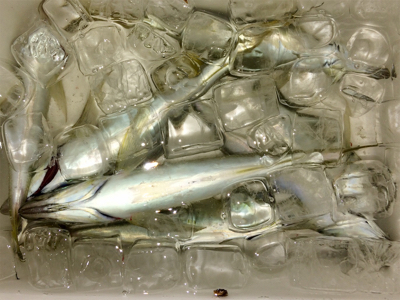 台風一過アジング